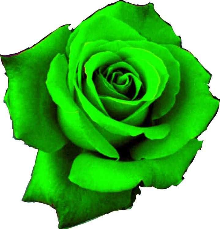 Green Drawn Roses green rose by SwishaSweetx3 on DeviantArt