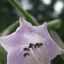 Purple-ish Flower