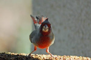 Pyrrhuloxia