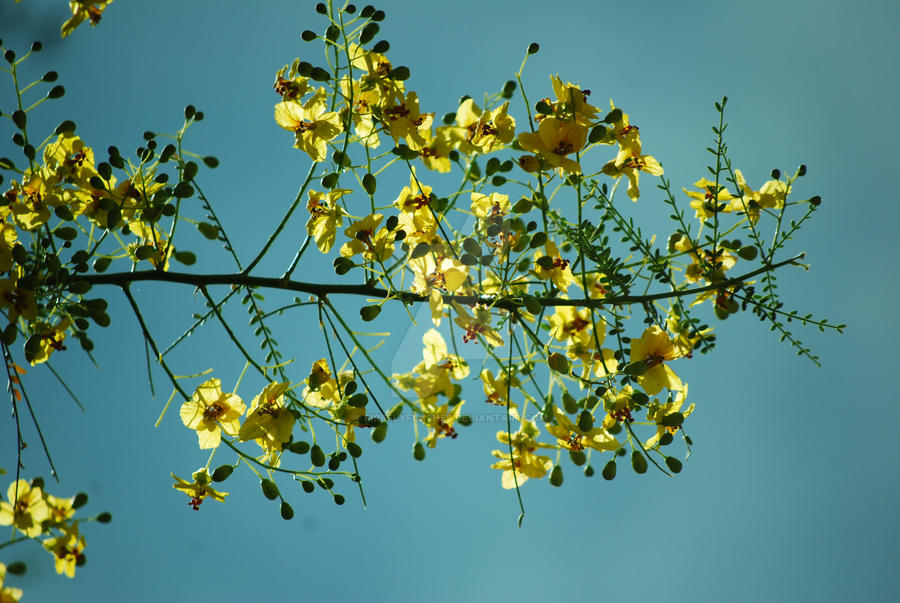 Green Paloverde blooms yellow