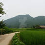 Korean Rice Field