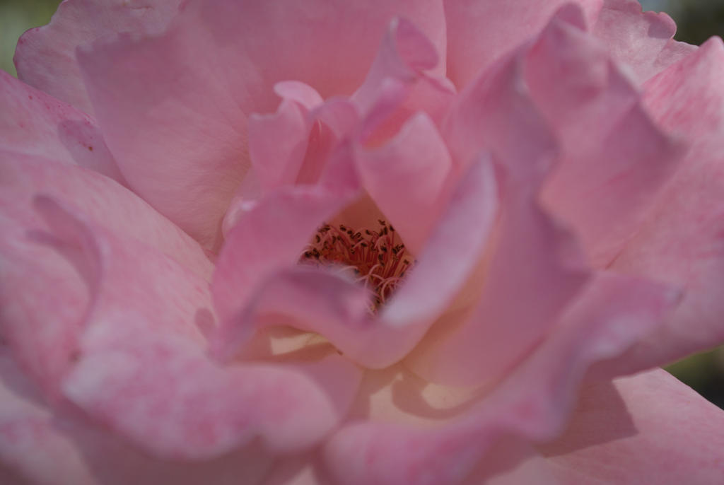 Rose Insisde Body Inside Of A Rose by chickapea17 on DeviantArt