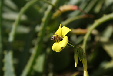 Bee