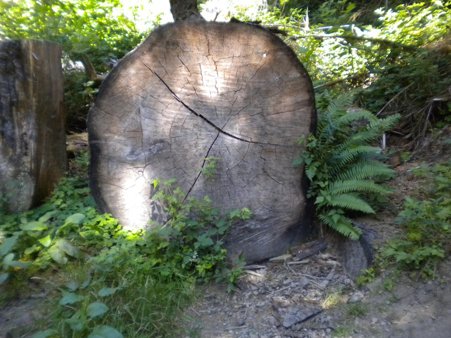 Giant Tree Trunk by Angel315 on DeviantArt