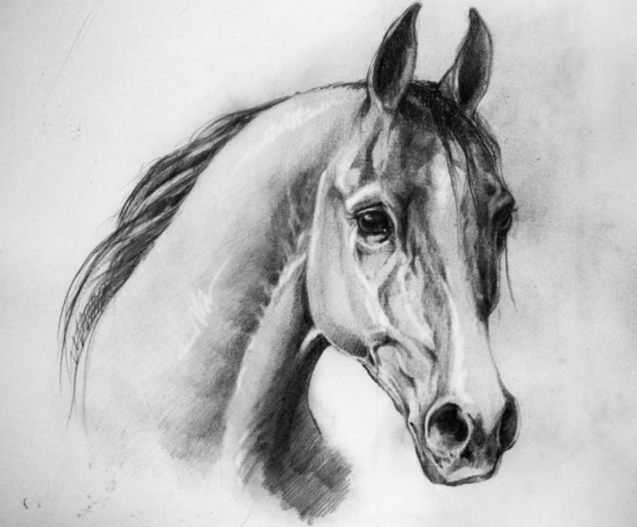 Horse Sketch #4