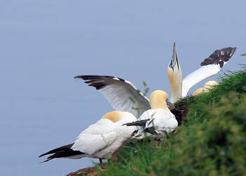 planet gannet