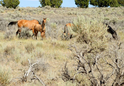 Wild horses