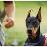 Doberman Focus