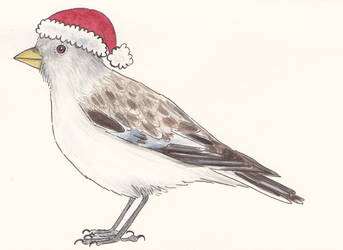 Christmas White-winged Snowfinch