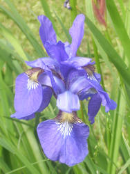 Iris