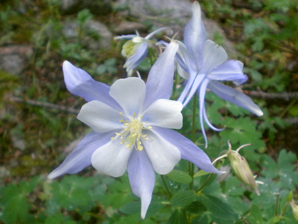 Columbine