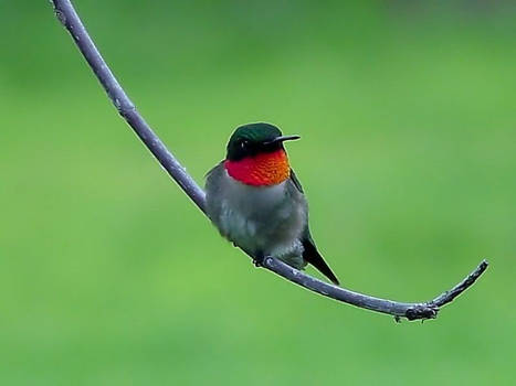 Hummingbird