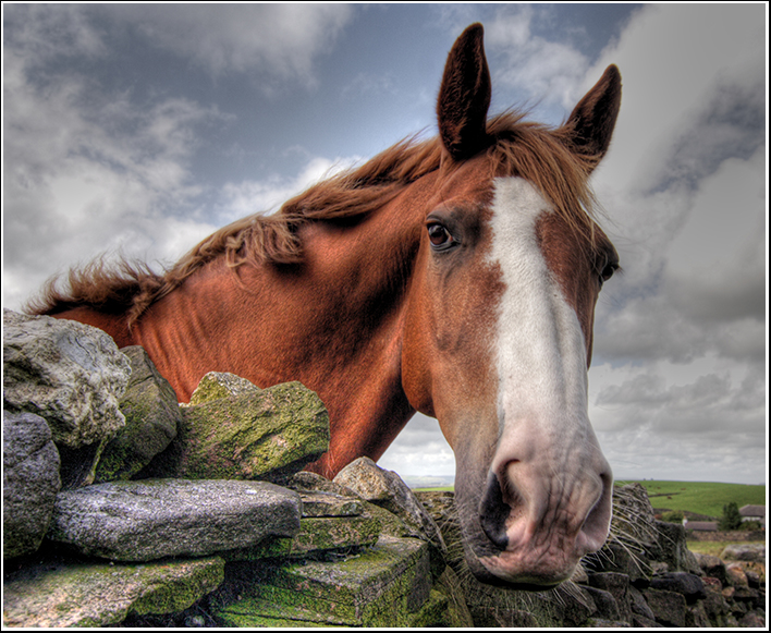 HDR Horse