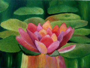 Tranquillity- the Water Lily