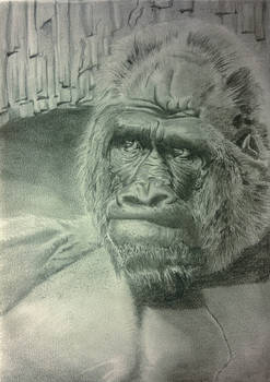 Gorilla