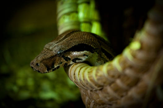 Snake in a basket