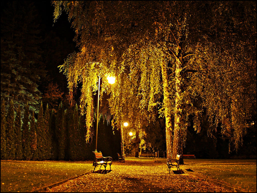 Evening in the park