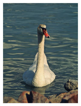 Swan 4