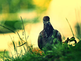 Dove in the grass