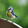 Blue tit