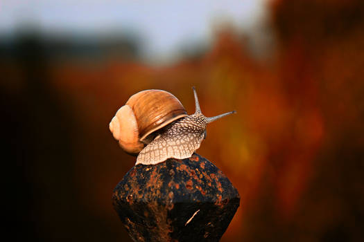 Snail 9