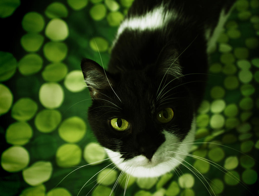 Kitty in fields of green