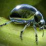 Chrome Beetle