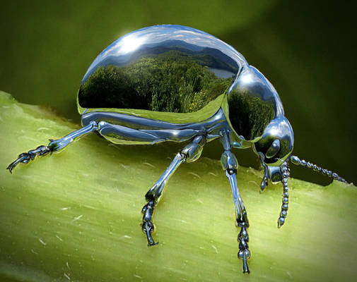 Chrome Beetle