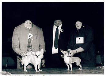 Dog-Show