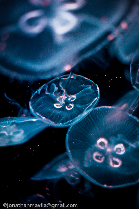 Moon Jellies