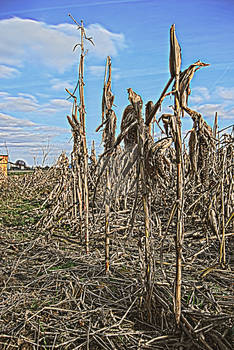 corn field