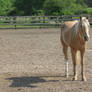 Palomino Gelding