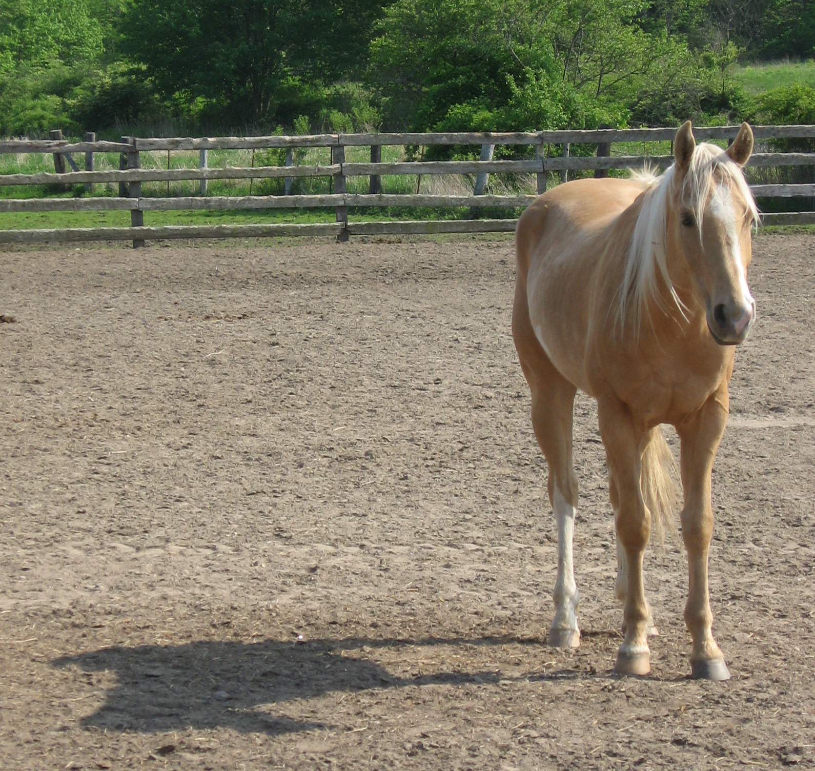 Palomino Gelding