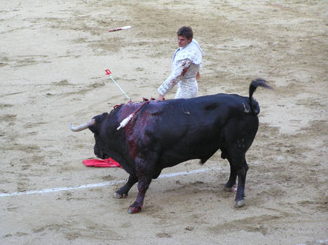Bull 02