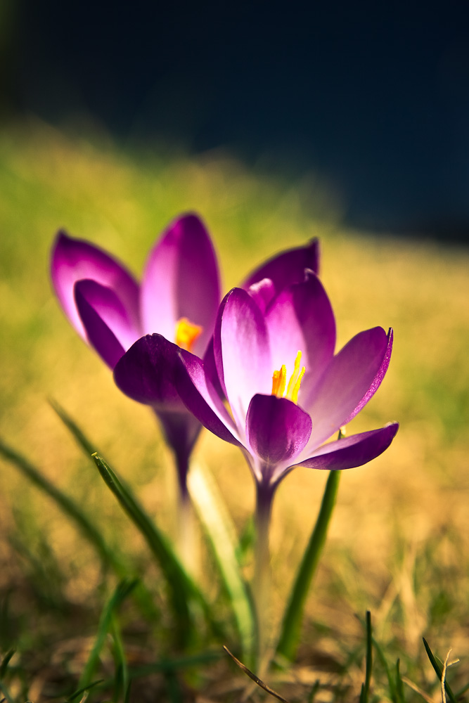 crocus 01