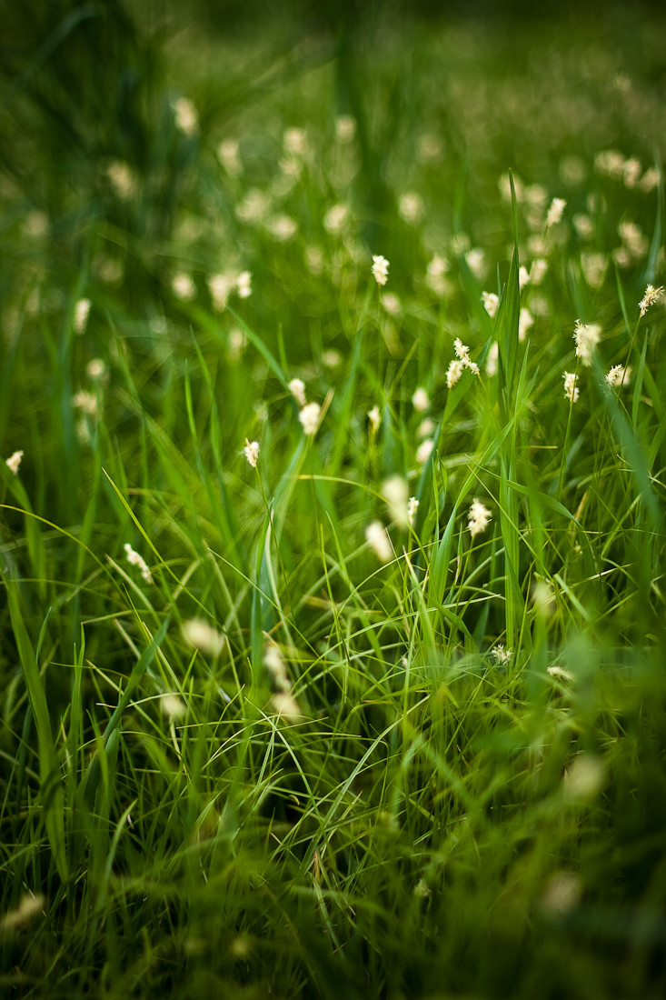 grass 03