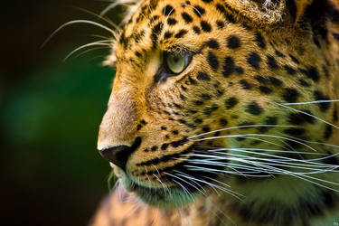 leopard by tobiasth