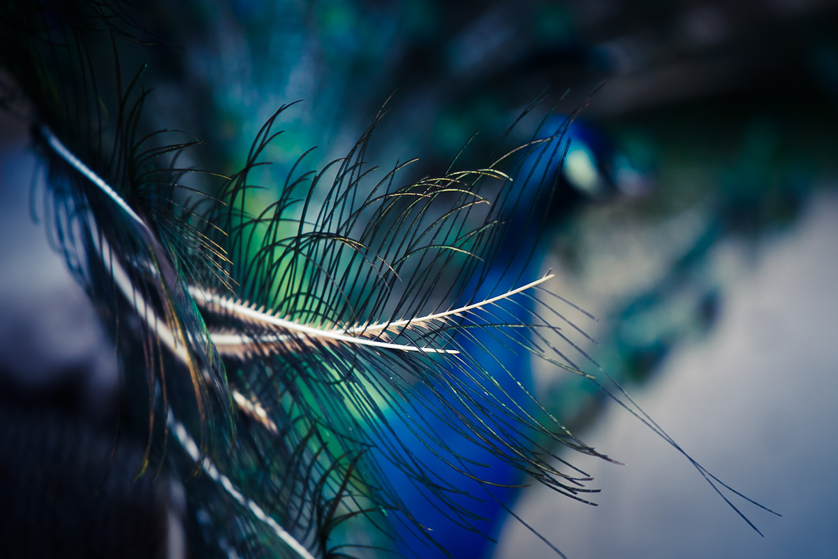 peacock