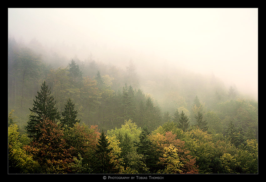 fog_4