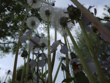 The forest of dandelion