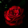 Dramatic Red Rose