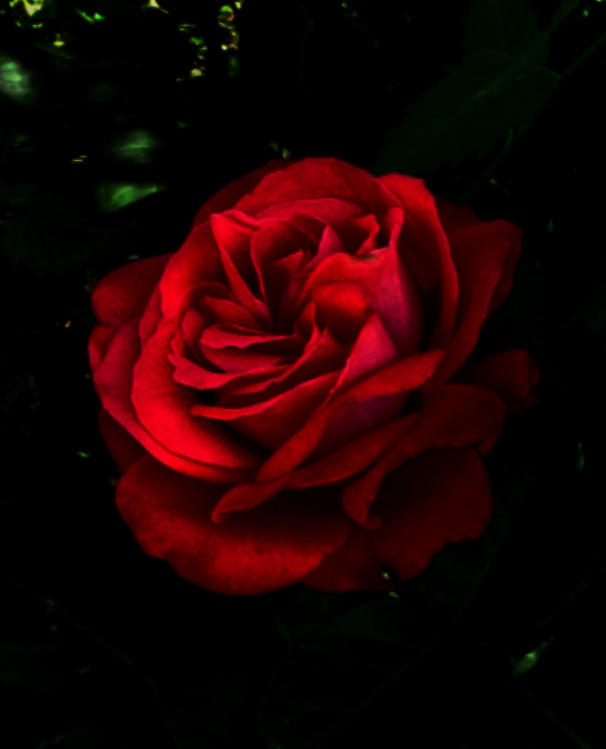 Red Roses Dramatic Dramatic Red Rose by PinkRoseBud on DeviantArt