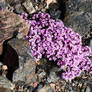 Wild Mountain Thyme