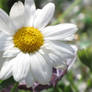 Daisy and bokeh