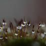 Droplets on moss