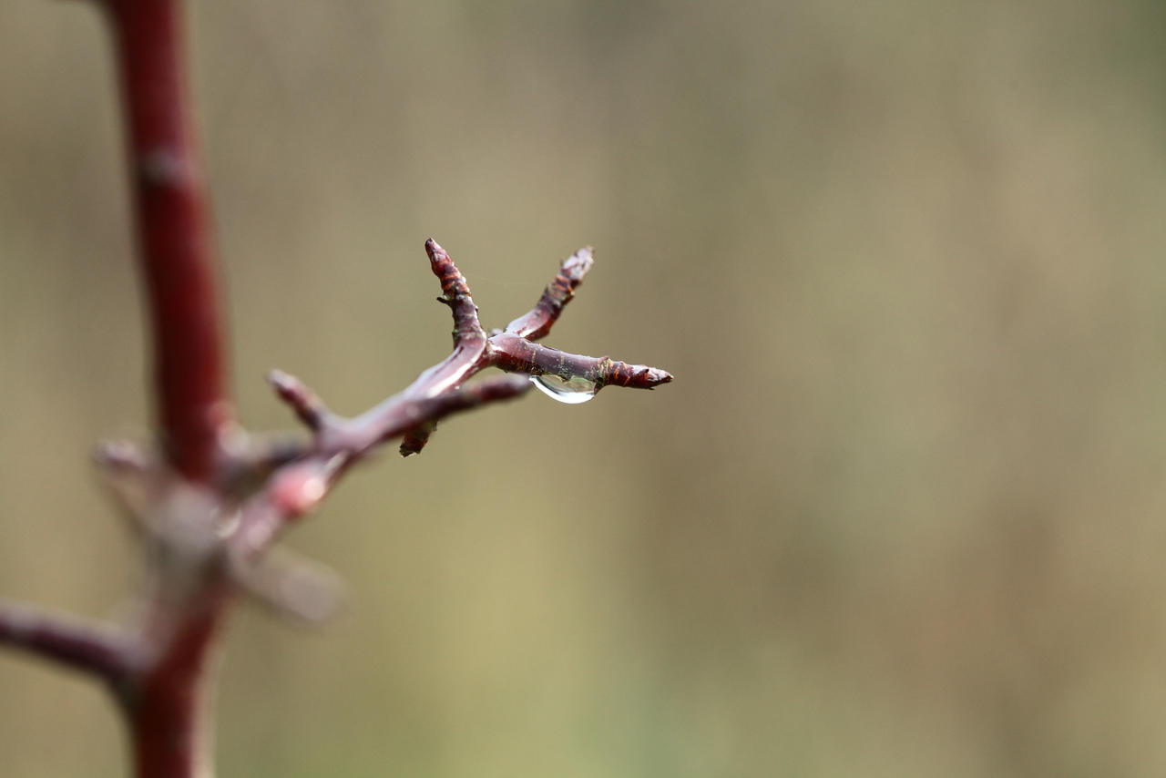 Claw shape by petmag on DeviantArt