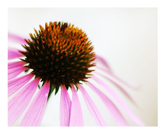 Echinacea