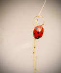 Ladybird in Autumn II by hazydream