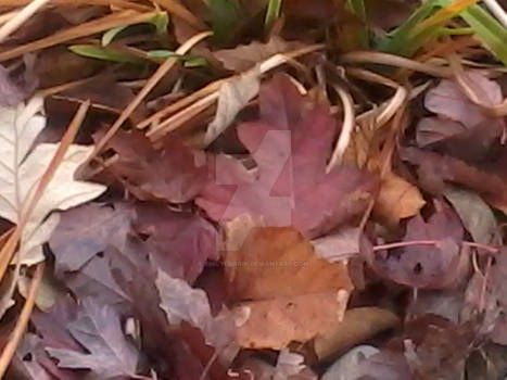 Leaves 1