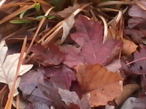 Leaves 2